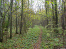Осенний лес. Дорога в лесу
